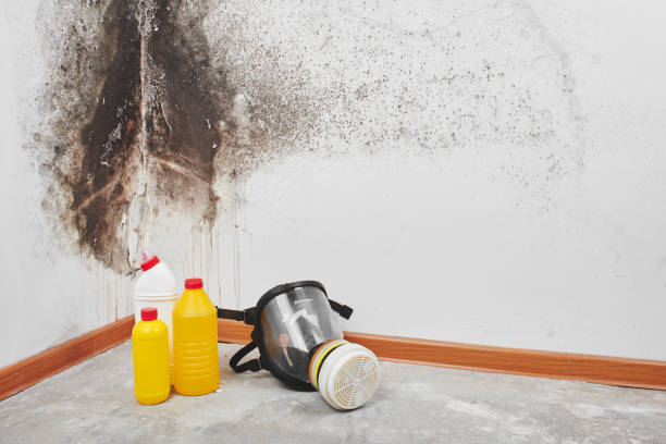 Best Certified Mold Removal  in Chenango Bridge, NY