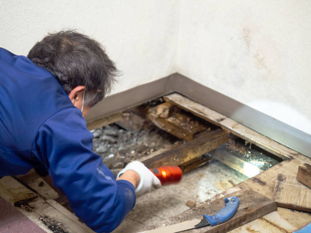 Best Office Mold Removal Services  in Chenango Bridge, NY