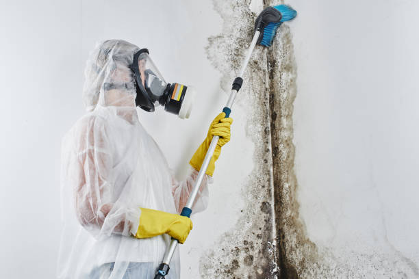 Best Mold Testing  in Chenango Bridge, NY