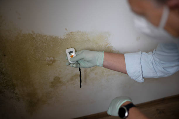 Best Home Mold Removal  in Chenango Bridge, NY