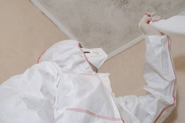 Home Mold Removal in Chenango Bridge, NY