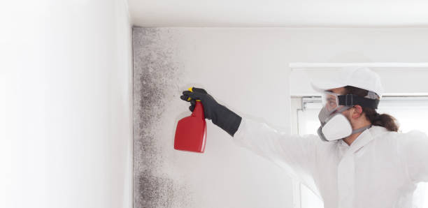 Best Home Mold Removal  in Chenango Bridge, NY