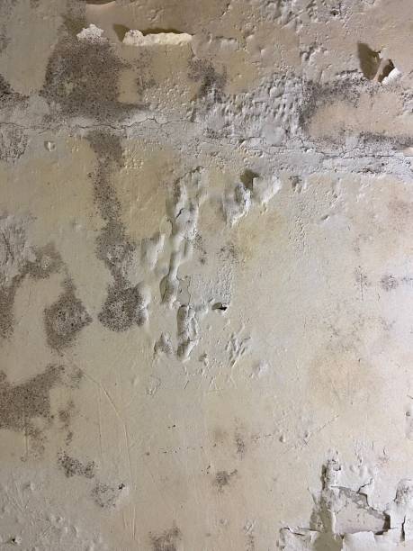 Best Mold Removal Near Me  in Chenango Bridge, NY