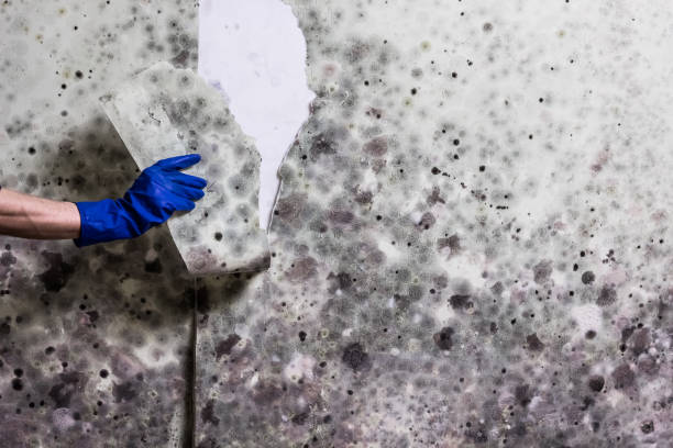 Best Black Mold Removal  in Chenango Bridge, NY